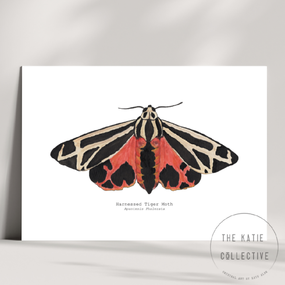 the katie collective - harnessed tiger moth