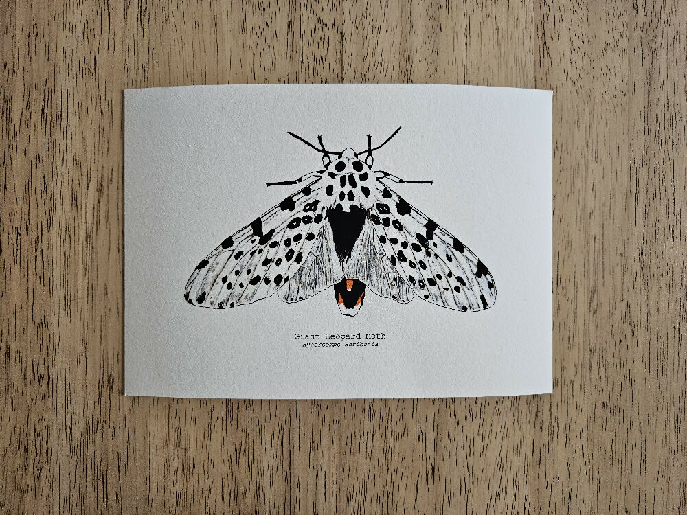 the fauna series - giant leopard moth