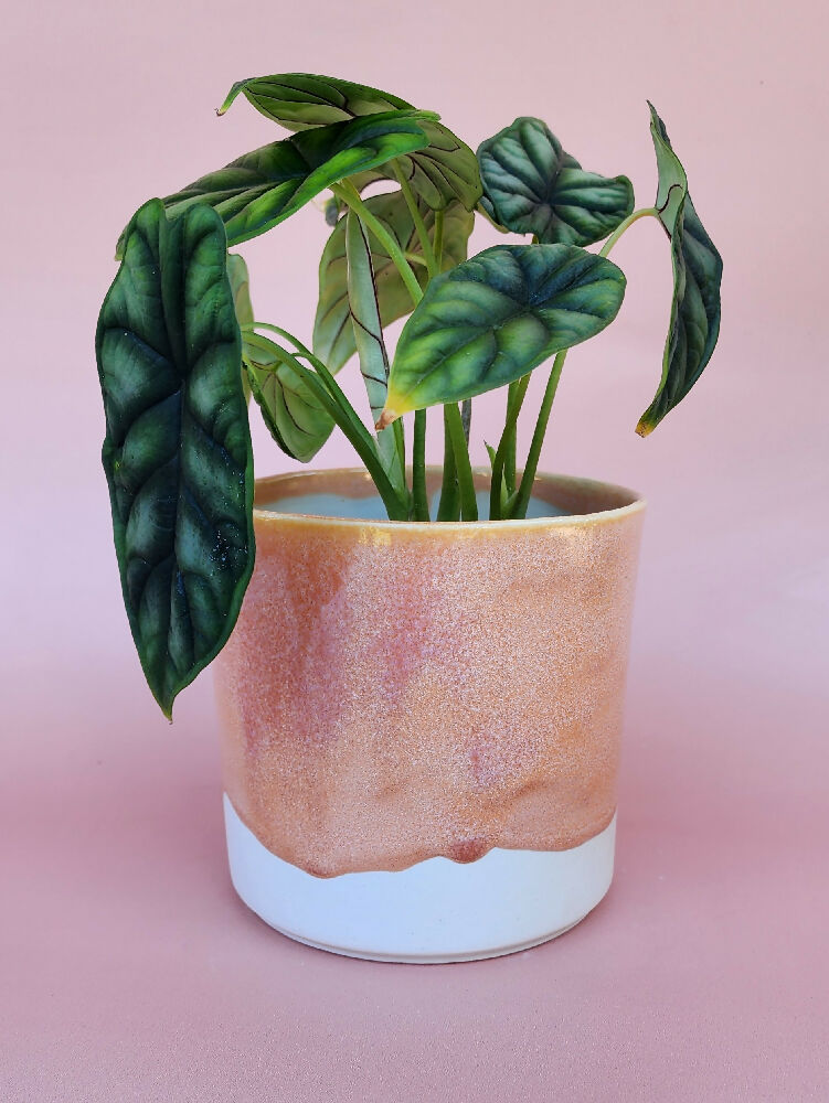 Handmade Ceramic Cover Pot - Peach Glaze