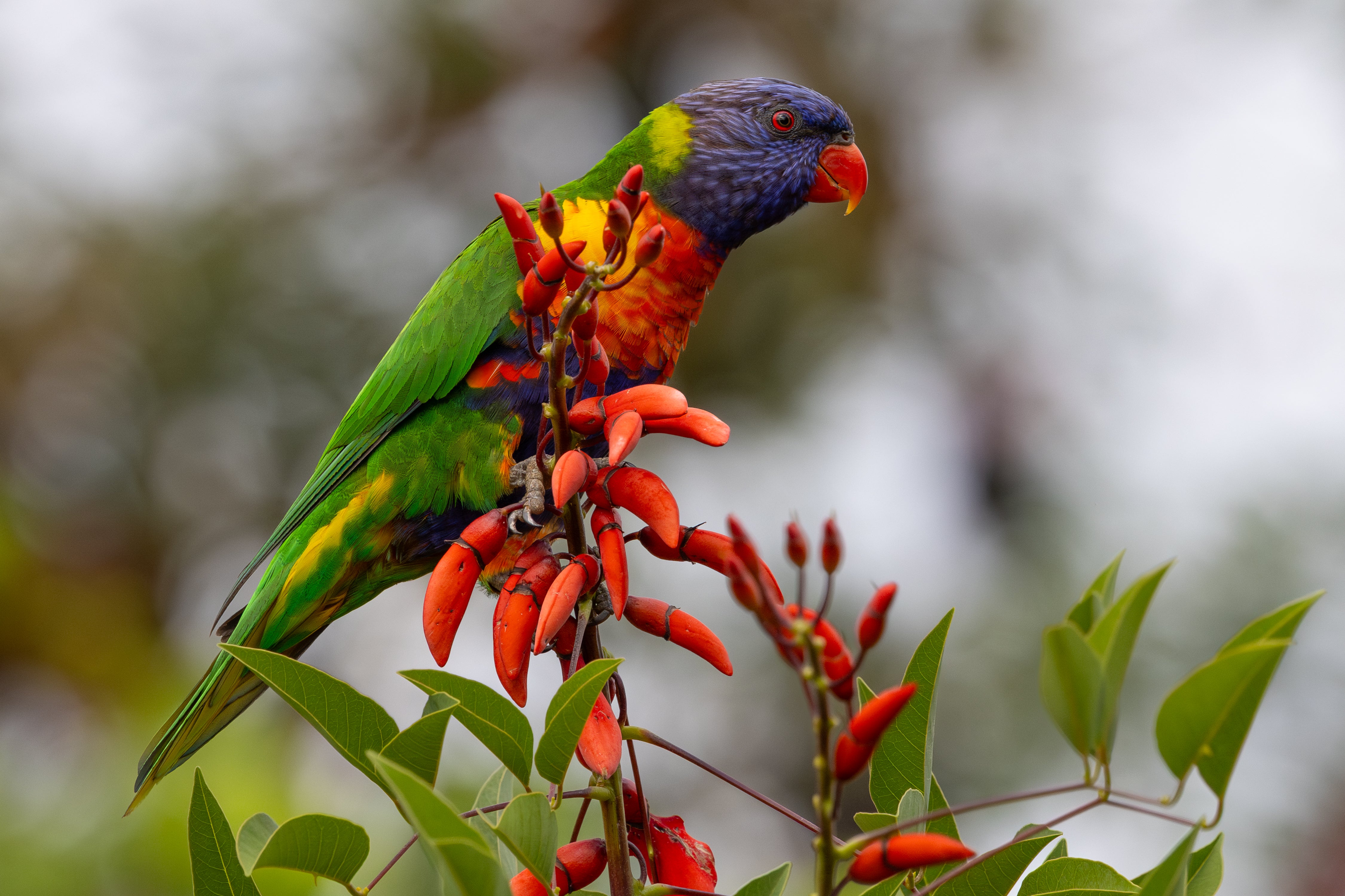 Blank Greeting Card - Rainbow Lorikeet