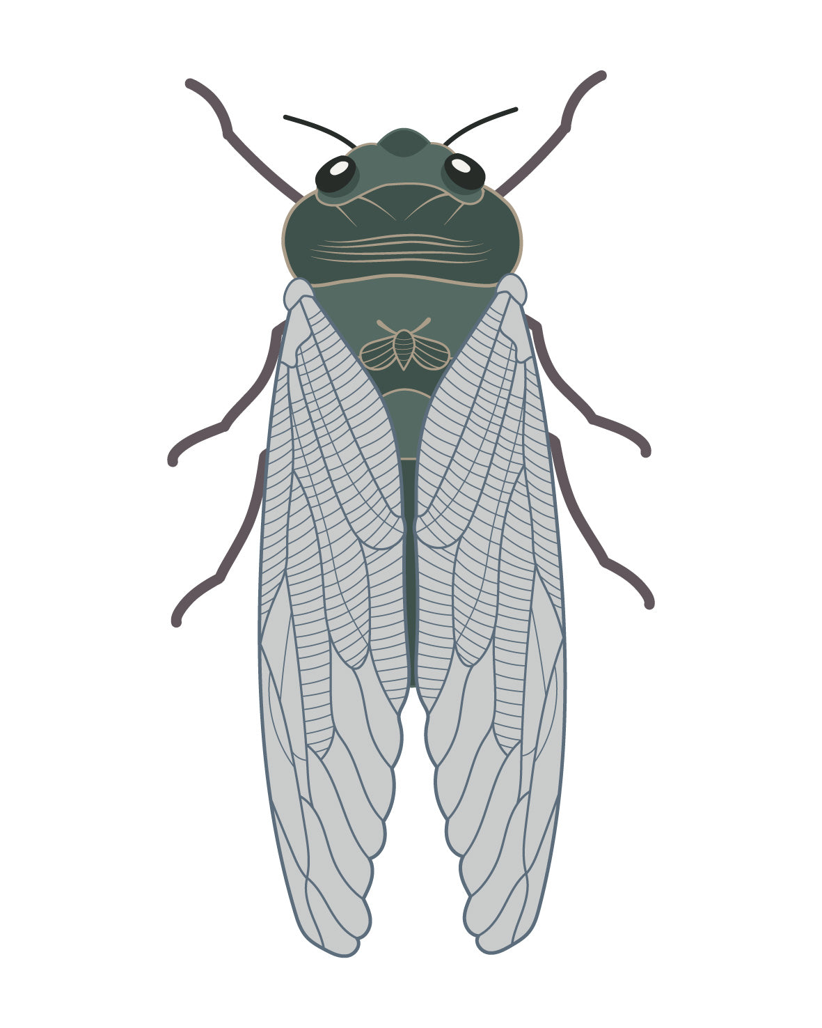 4 Different Cicada Bug Insect Stickers