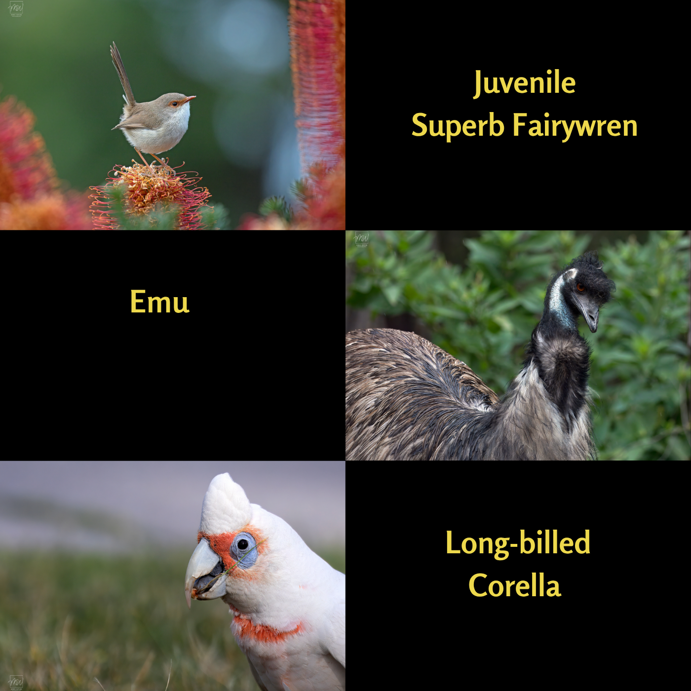 2027 Calendar - A Year of Birds - A4 Photographic Calendar