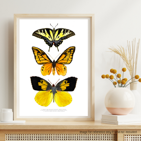 Watercolour Art Print - The Fauna Series - 'Yellow Butterfly Trio'