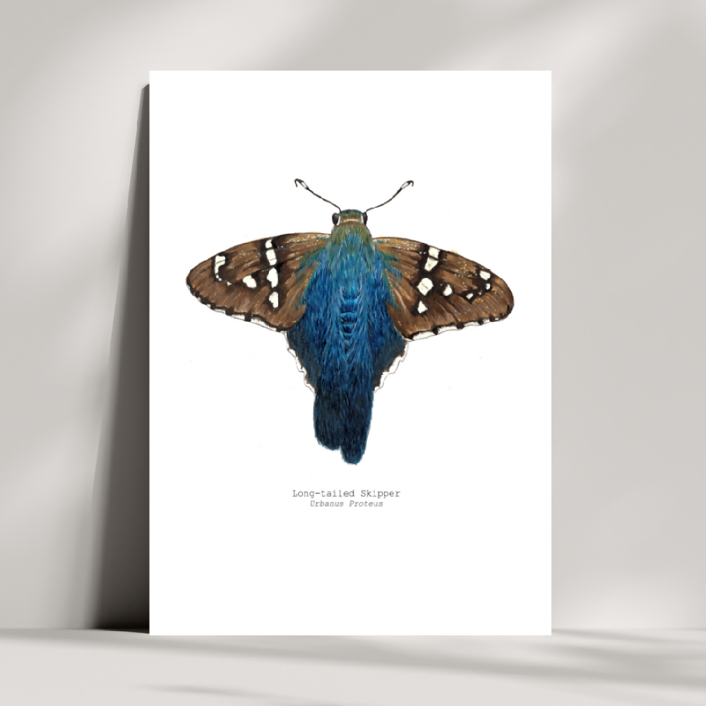 the fauna series - long-tailed skipper butterfly