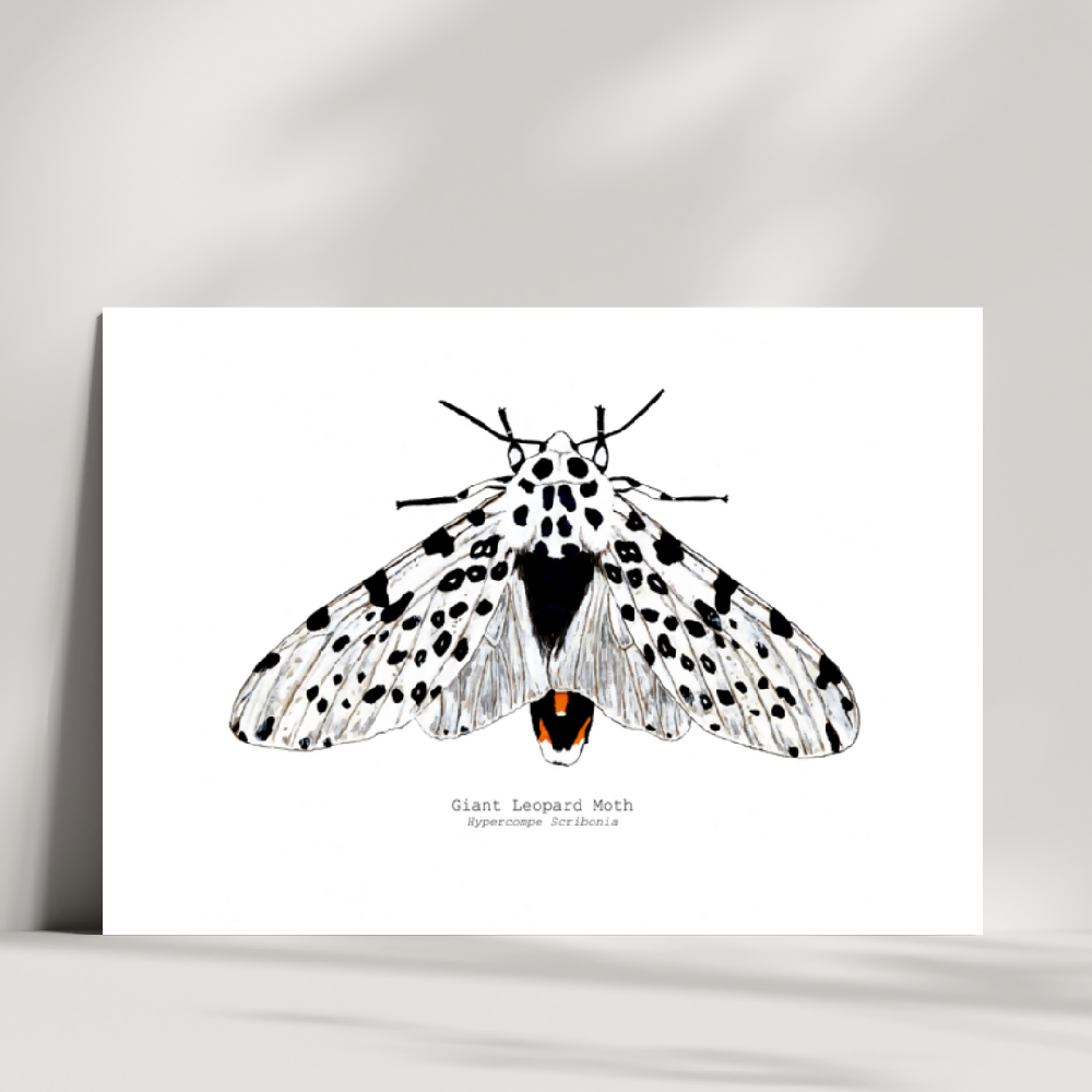 the fauna series - giant leopard moth