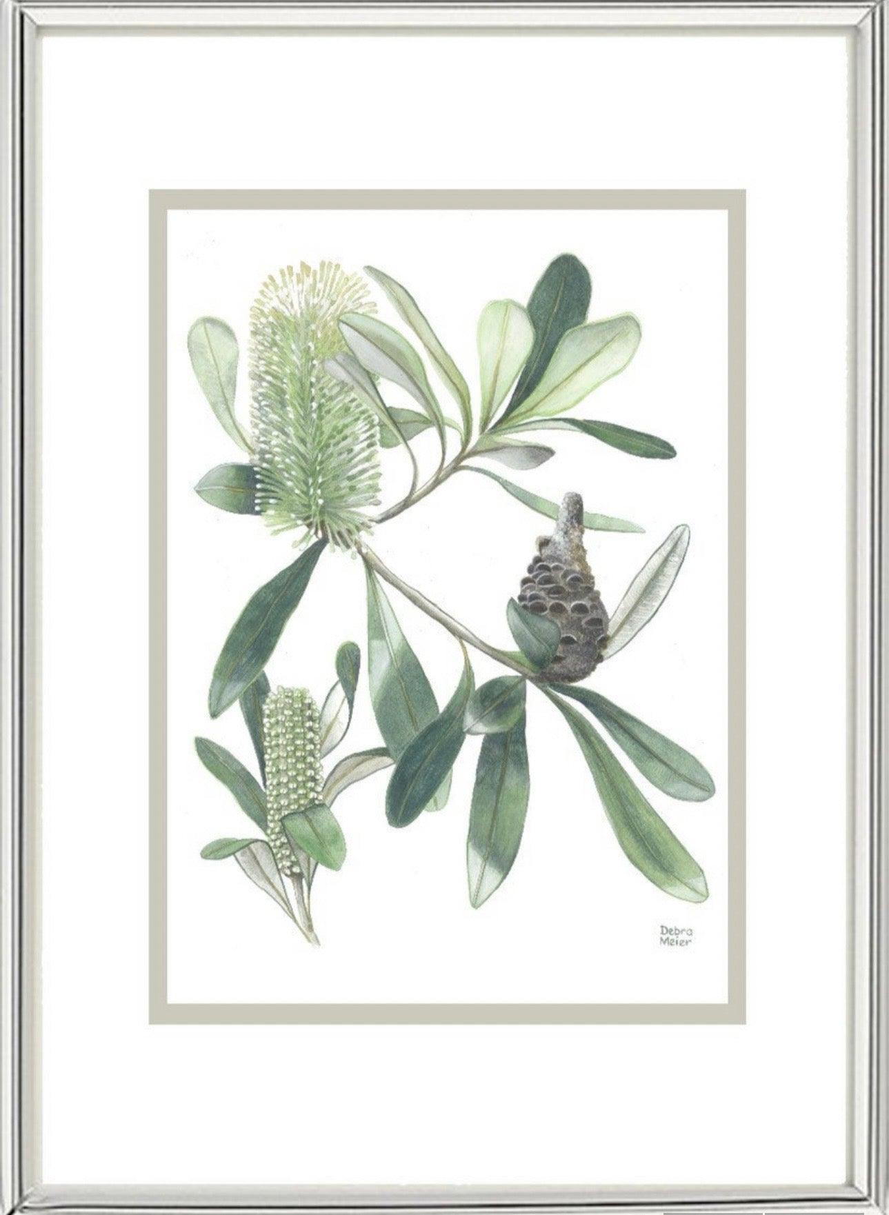 White on White series art prints by Debra Meier Art- White Waratah, Flannel Flower, Coastal Banksias