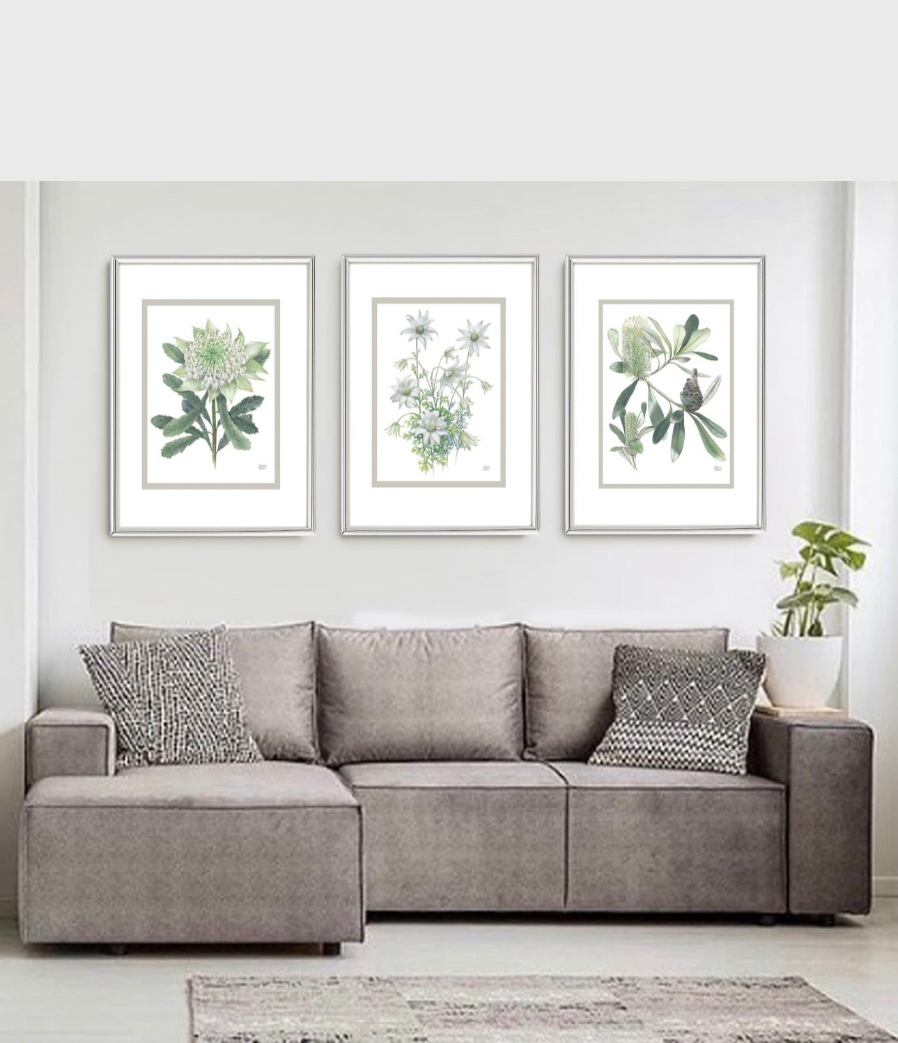 White on White series art prints by Debra Meier Art- White Waratah, Flannel Flower, Coastal Banksias