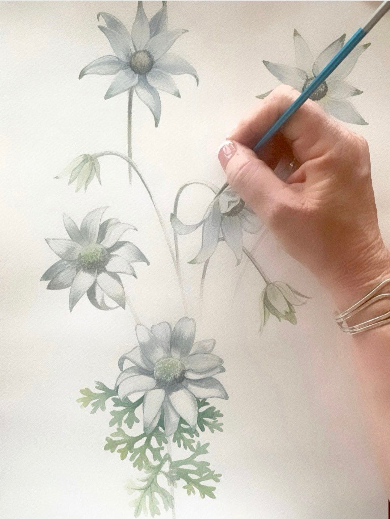 White on White series art prints by Debra Meier Art- White Waratah, Flannel Flower, Coastal Banksias