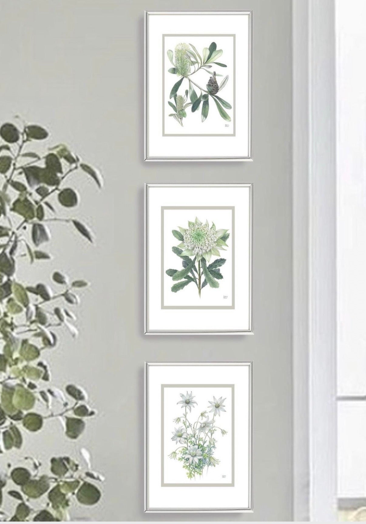White on White series art prints by Debra Meier Art- White Waratah, Flannel Flower, Coastal Banksias
