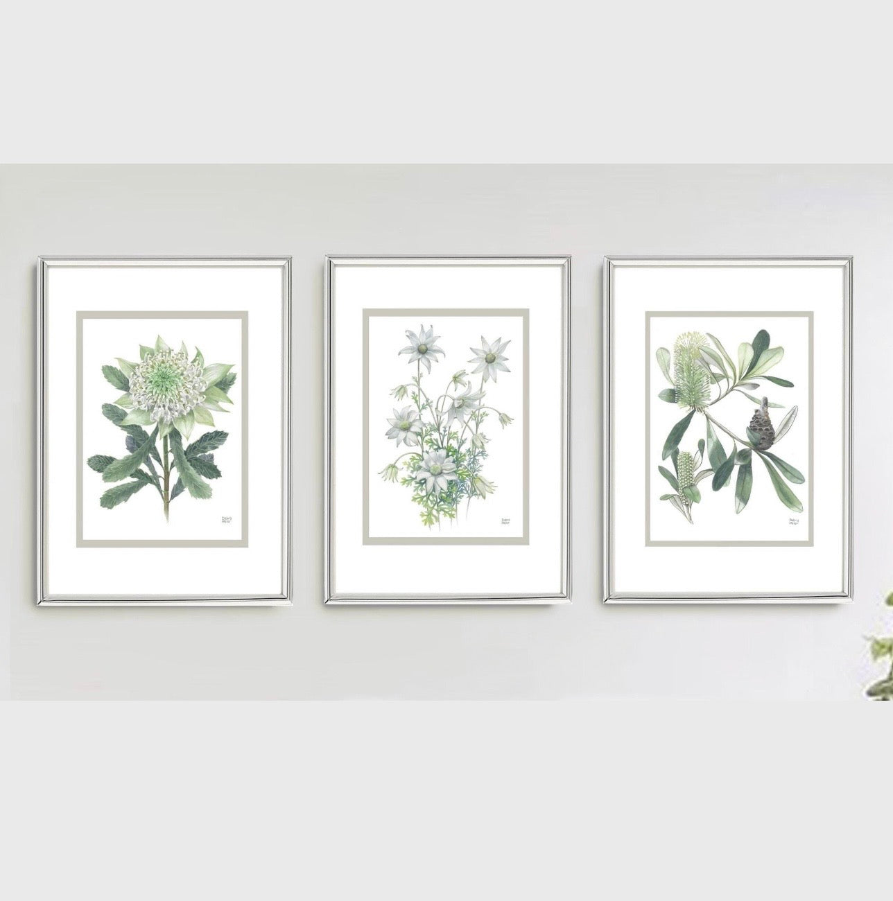 White on White series art prints by Debra Meier Art- White Waratah, Flannel Flower, Coastal Banksias