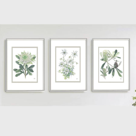 White on White series art prints by Debra Meier Art- White Waratah, Flannel Flower, Coastal Banksias
