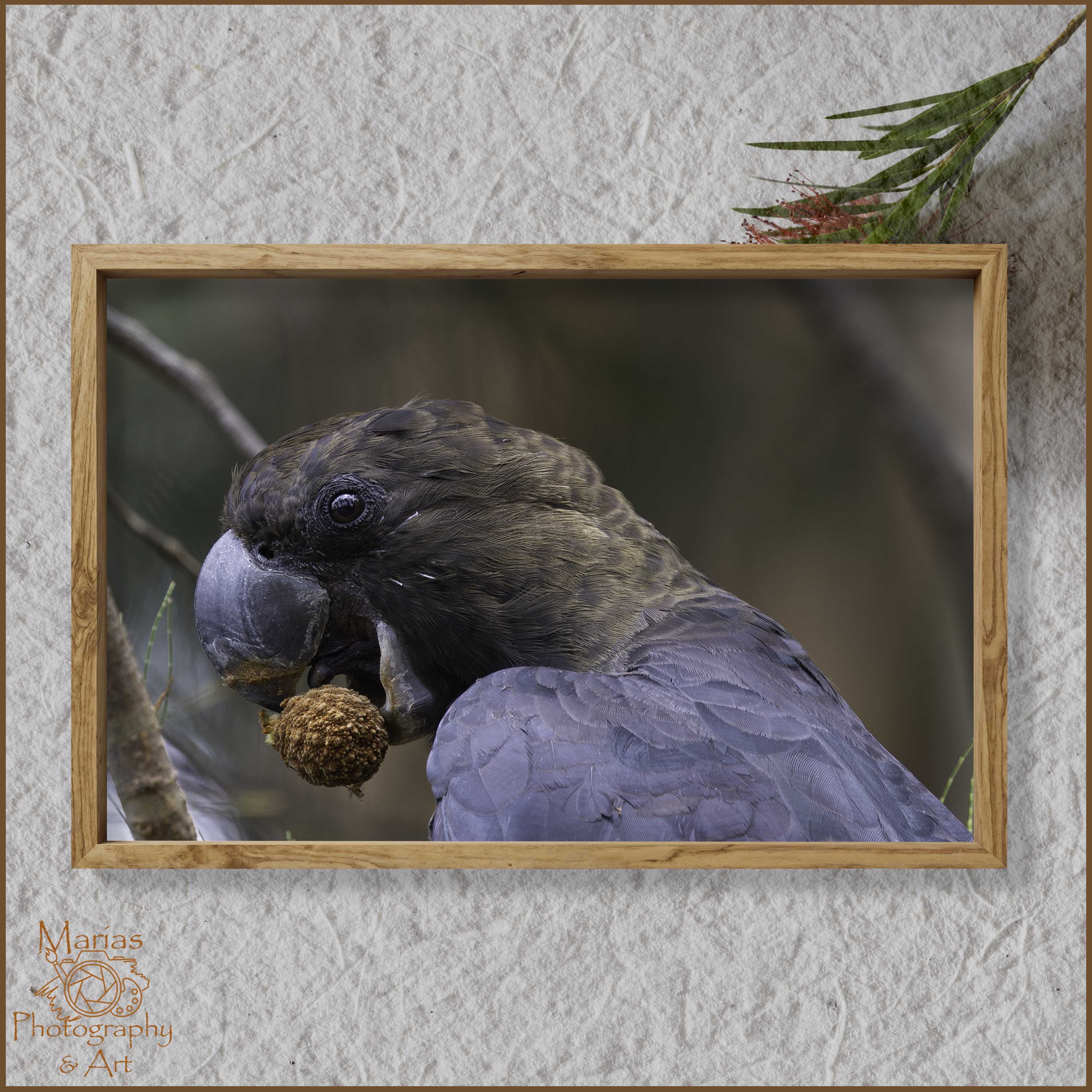 Photographic Print | Wall Art | Glossy Black Cockatoo