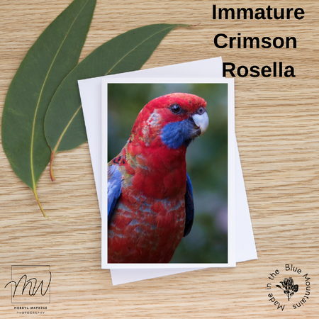 Blank Greeting Card - Immature Crimson Rosella