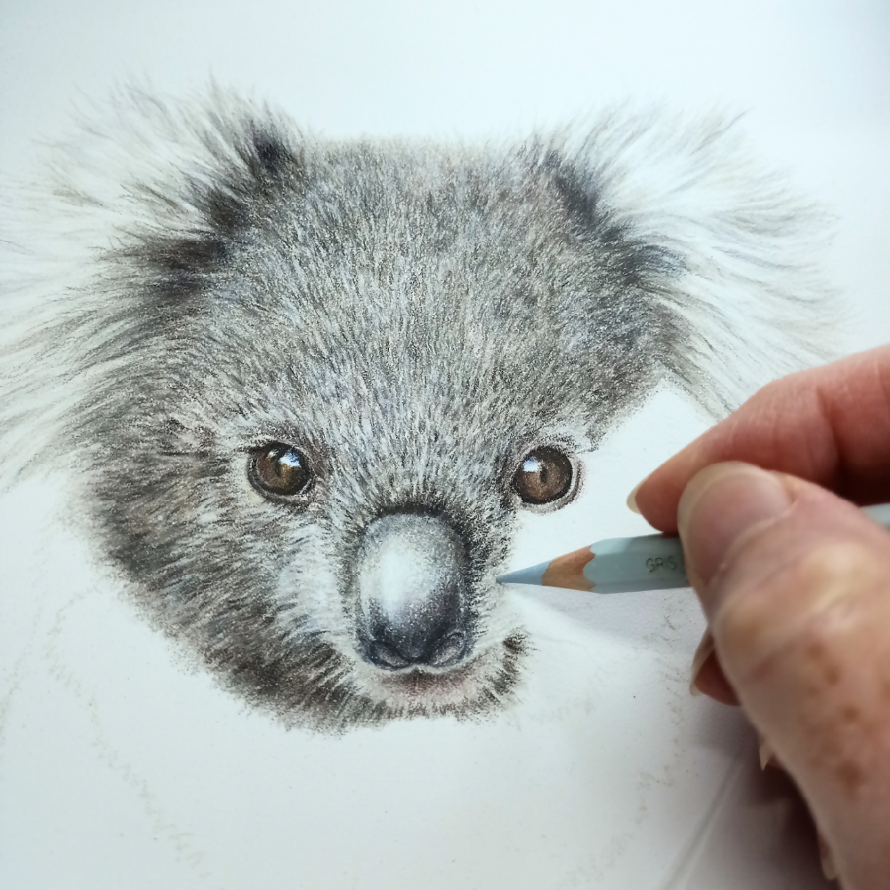 Australian-artist-illustration-wall-art-koala-drawing