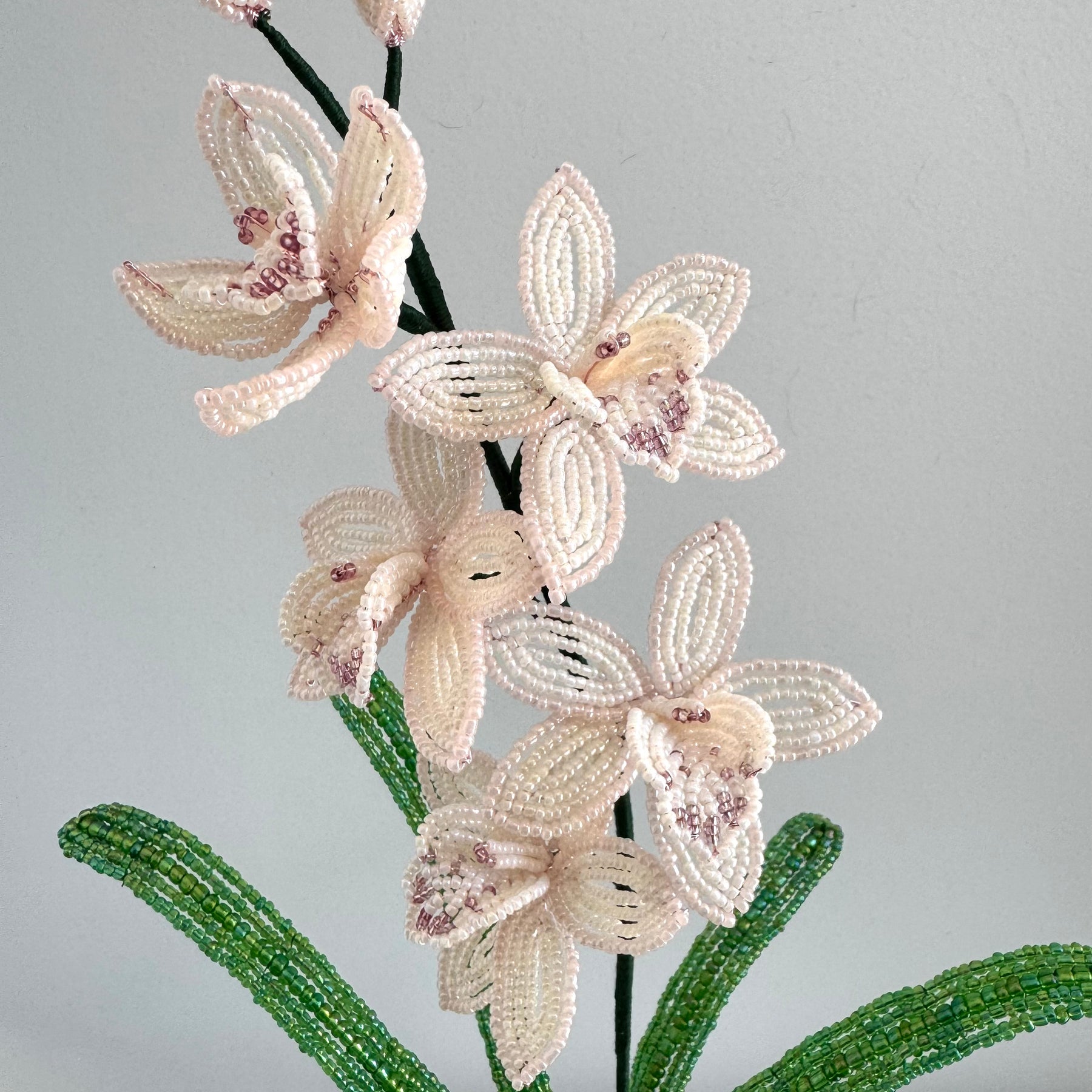 French-beaded miniature Cymbidium Orchid