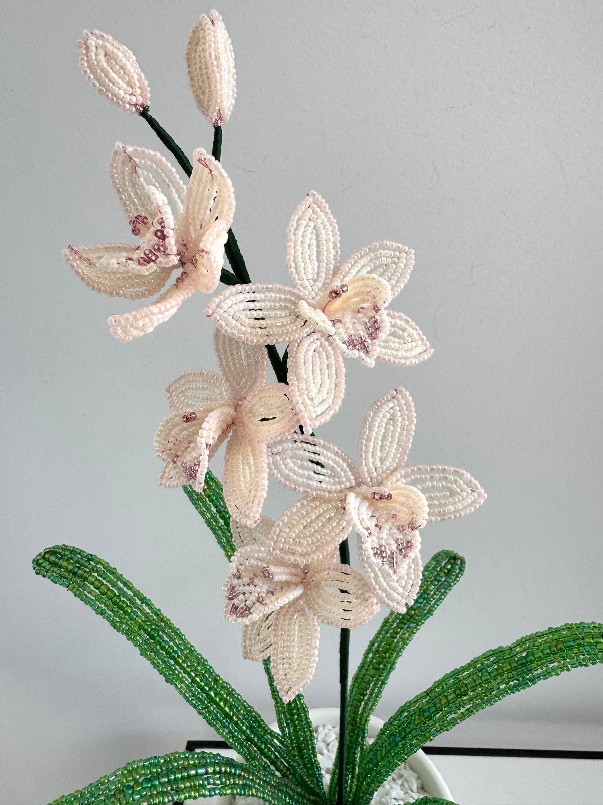French-beaded miniature Cymbidium Orchid