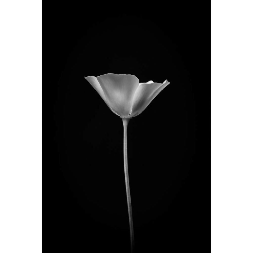 black and white California poppy