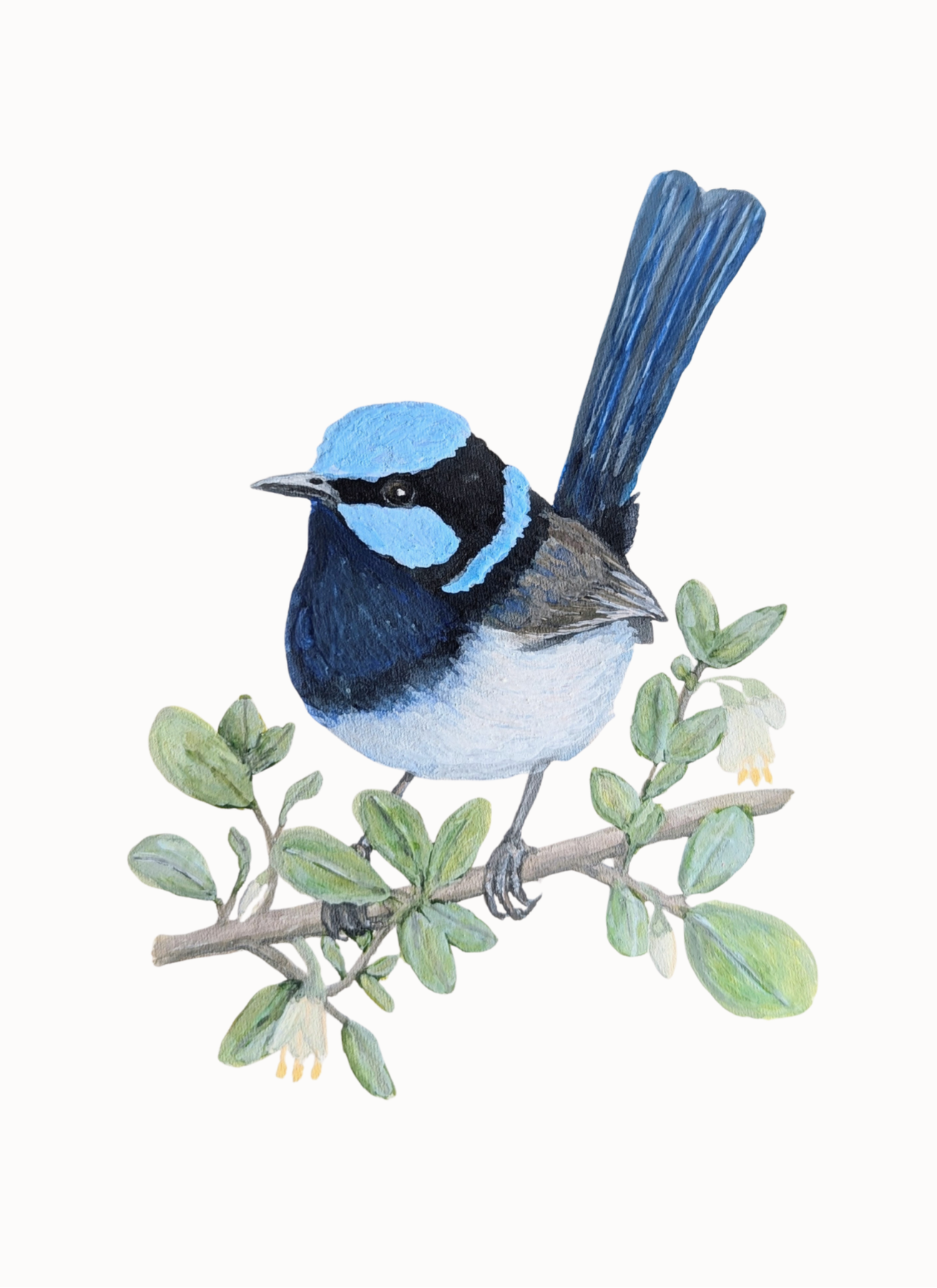 Superb Fairy-wren Australian Bird Art Postcard