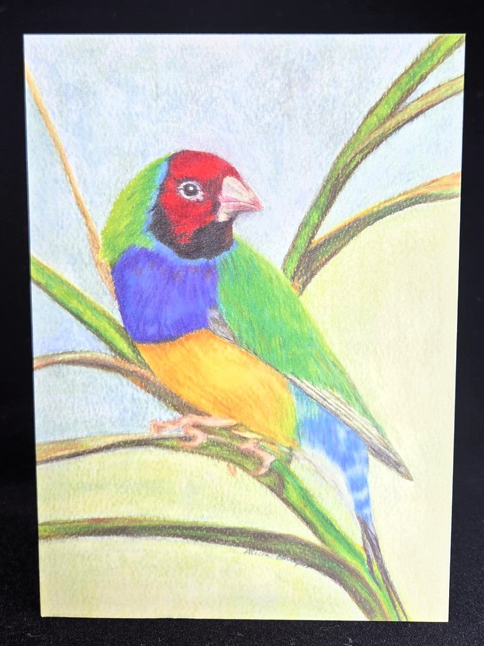 Gouldian Finch Greeting Card (blank inside)- 5cm x 7cm (127mm x 178mm)