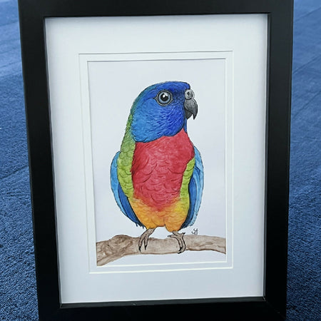 Scarlet-chested parrot frame