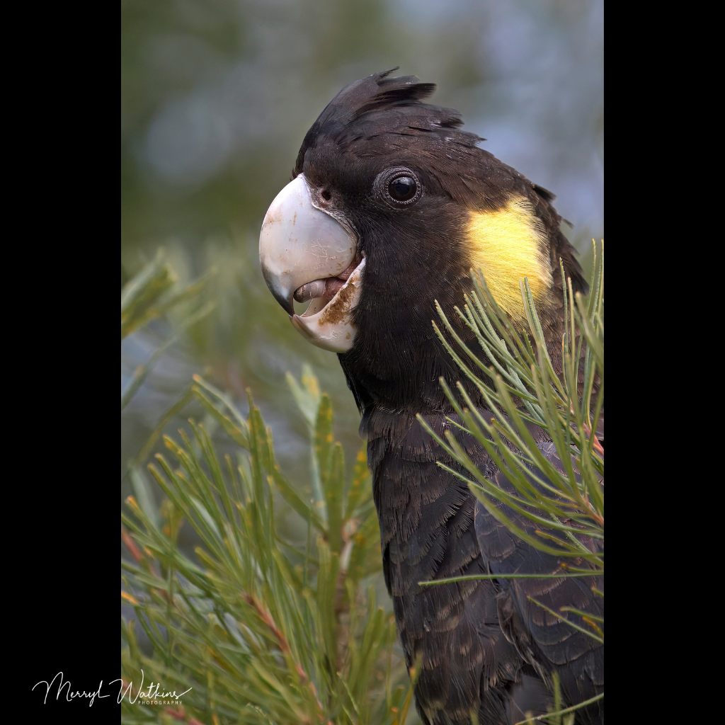 Blank Greeting Card - Female Yellow-Tailed Black-Cockatoo
