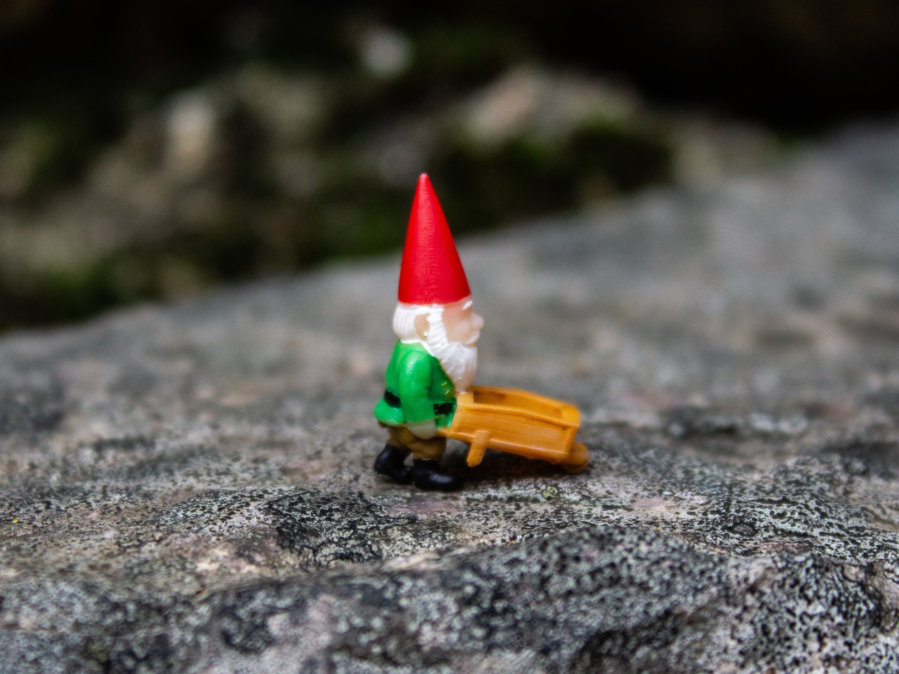 Tiny Gnome; The Gardener