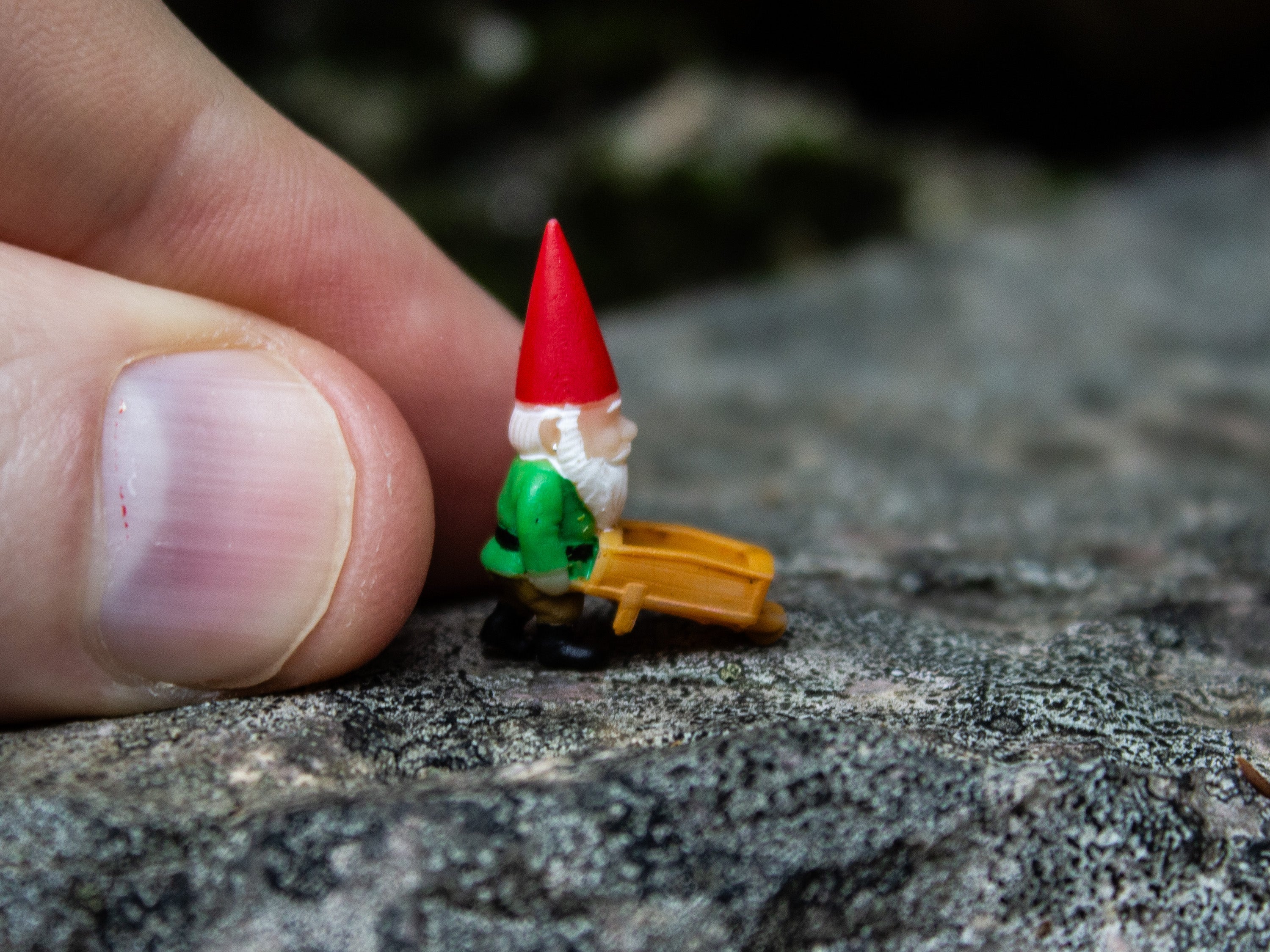 Tiny Gnome; The Gardener