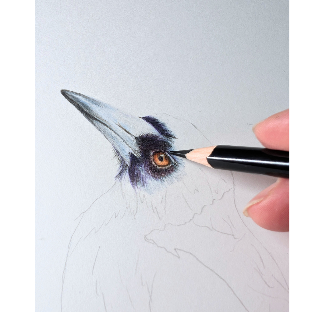 Magpies | Australian Wildlife Art Print