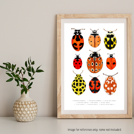 Watercolour Art Print - The Fauna Series - 'Ladybug Collage'