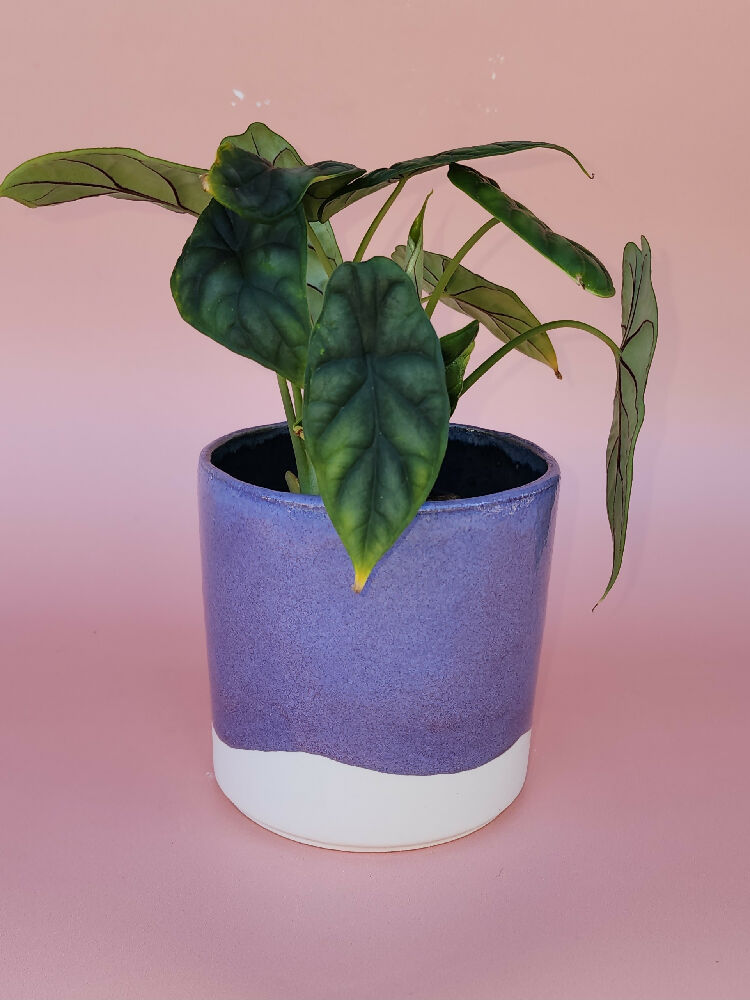Handmade Ceramic Cover Pot - Purple Glaze