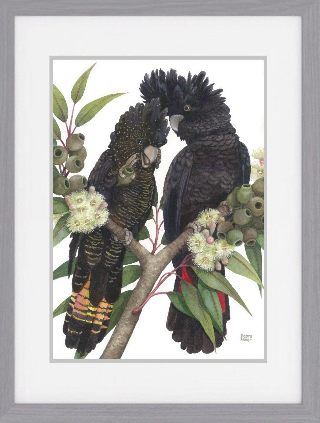 Red-Tailed Black Cockatoo pair art print by Debra Meier Art