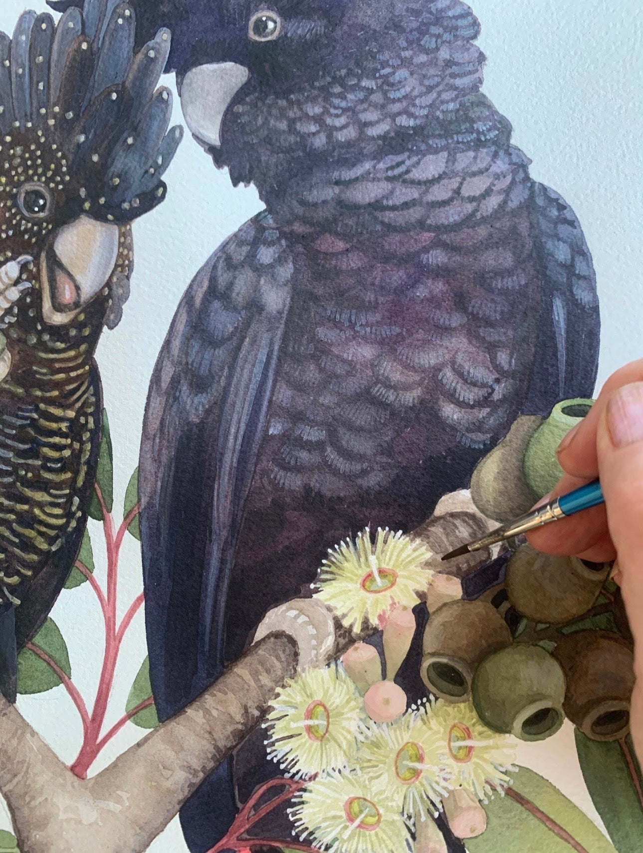 Red-Tailed Black Cockatoo pair art print by Debra Meier Art