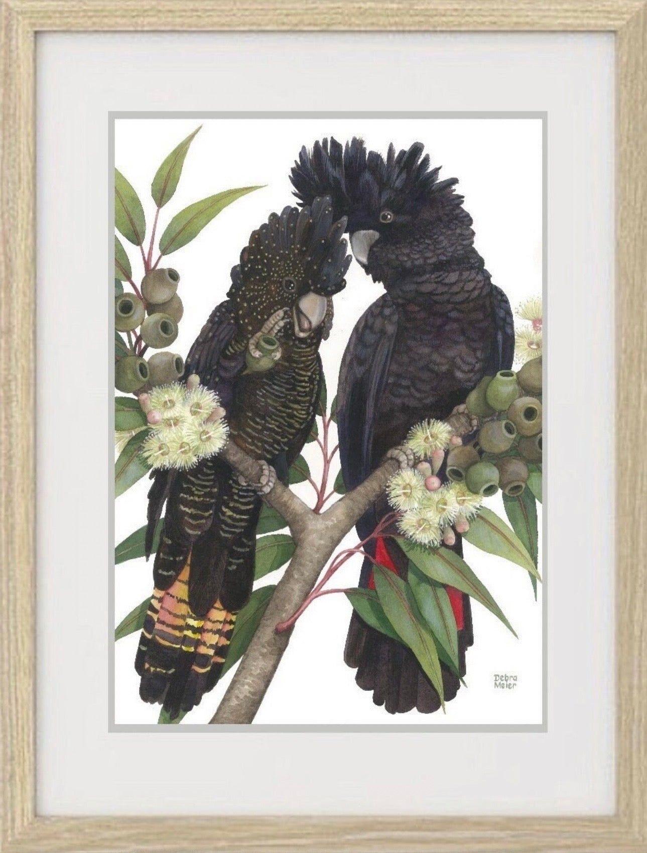 Red-Tailed Black Cockatoo pair art print by Debra Meier Art
