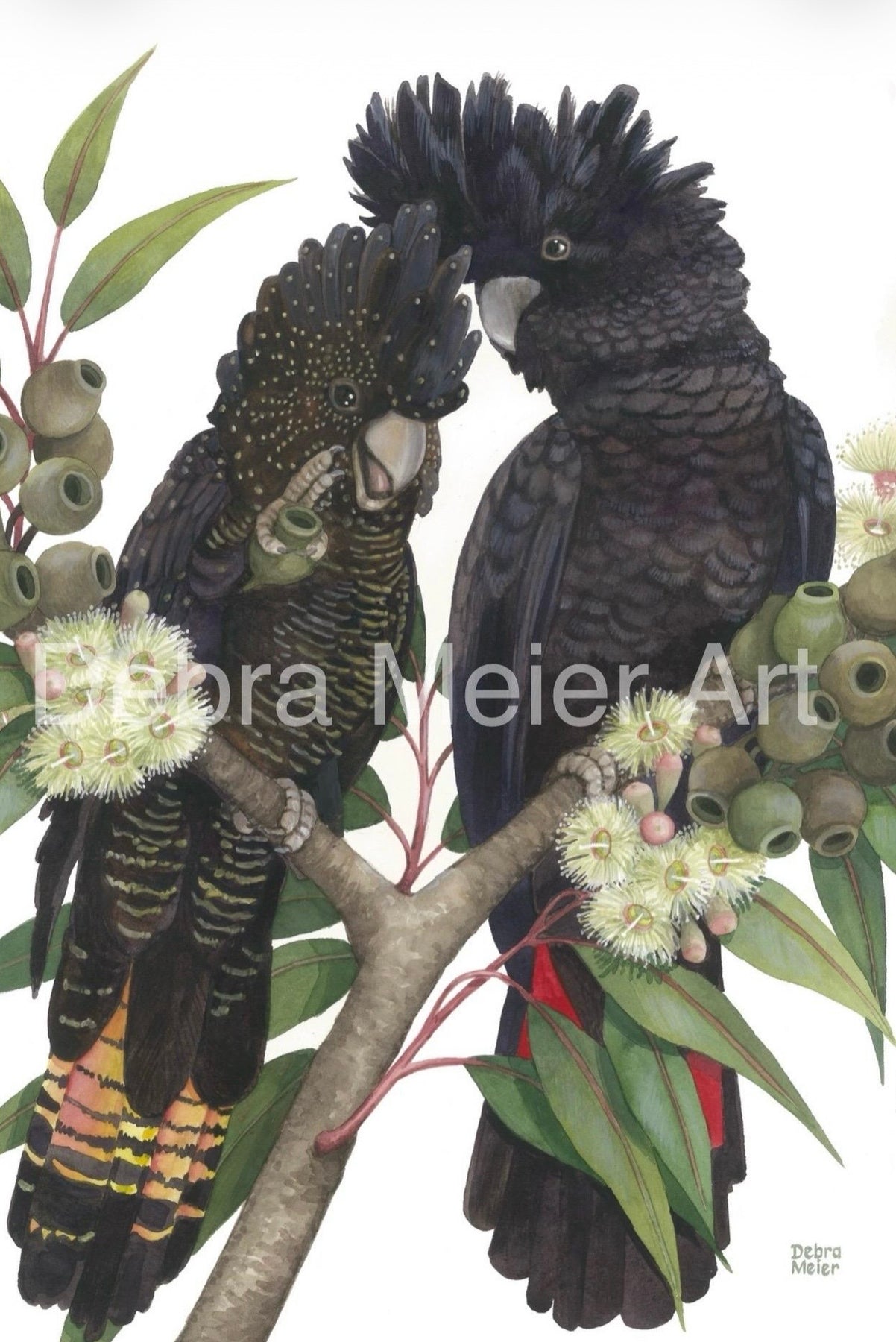 Red-Tailed Black Cockatoo pair art print by Debra Meier Art