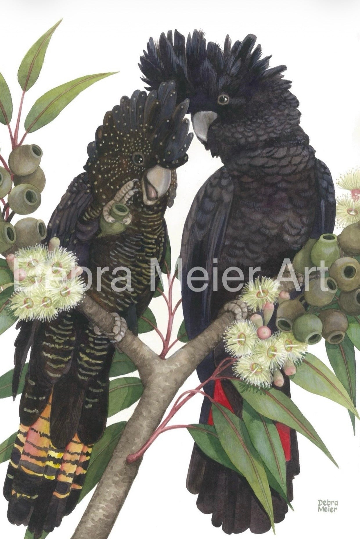 Red-Tailed Black Cockatoo pair art print by Debra Meier Art