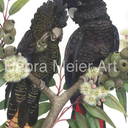 Red-Tailed Black Cockatoo pair art print by Debra Meier Art