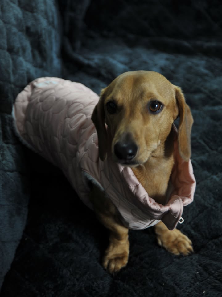 Quilted jacket vest for dogs, Dachshunds, puppy, pet coat