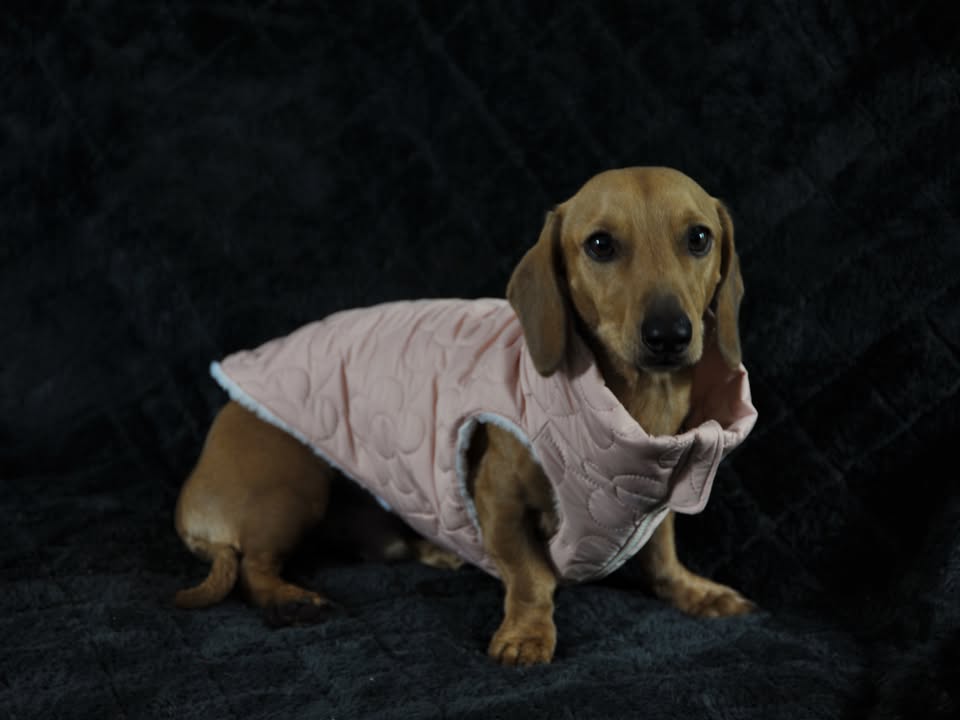 Quilted jacket vest for dogs, Dachshunds, puppy, pet coat