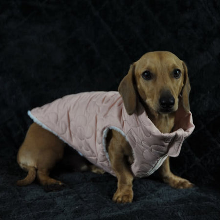 Quilted jacket vest for dogs, Dachshunds, puppy, pet coat