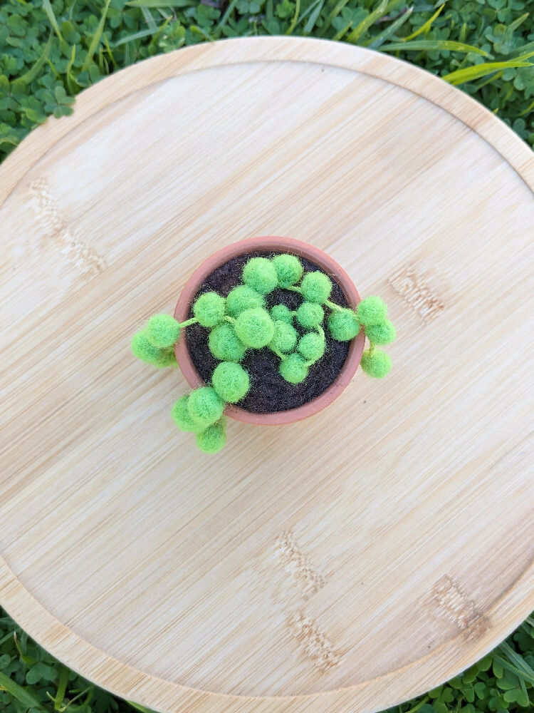 Needle Felted Succulent in Pot - String of Pearls