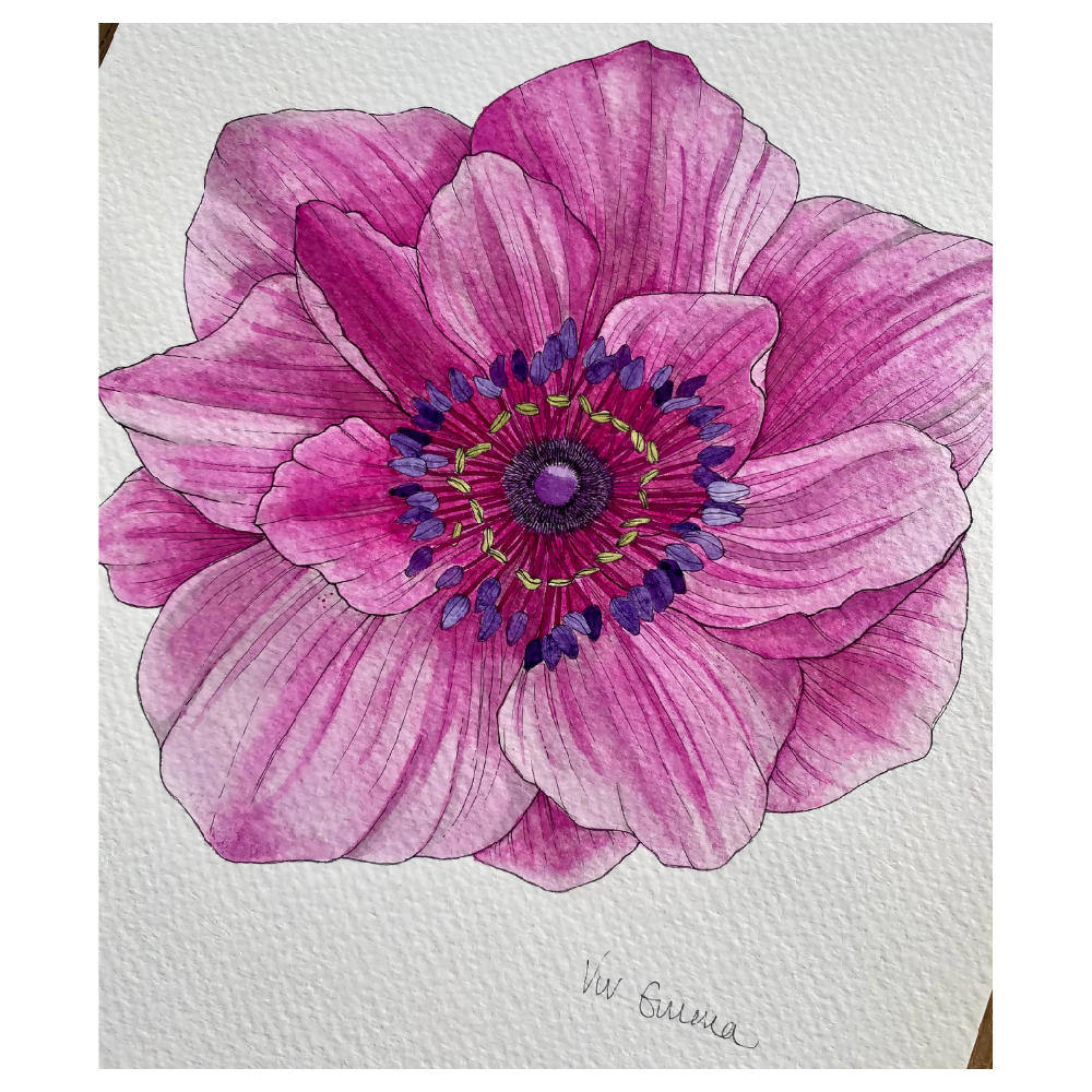 Product Images - Original Pink Poppy 2