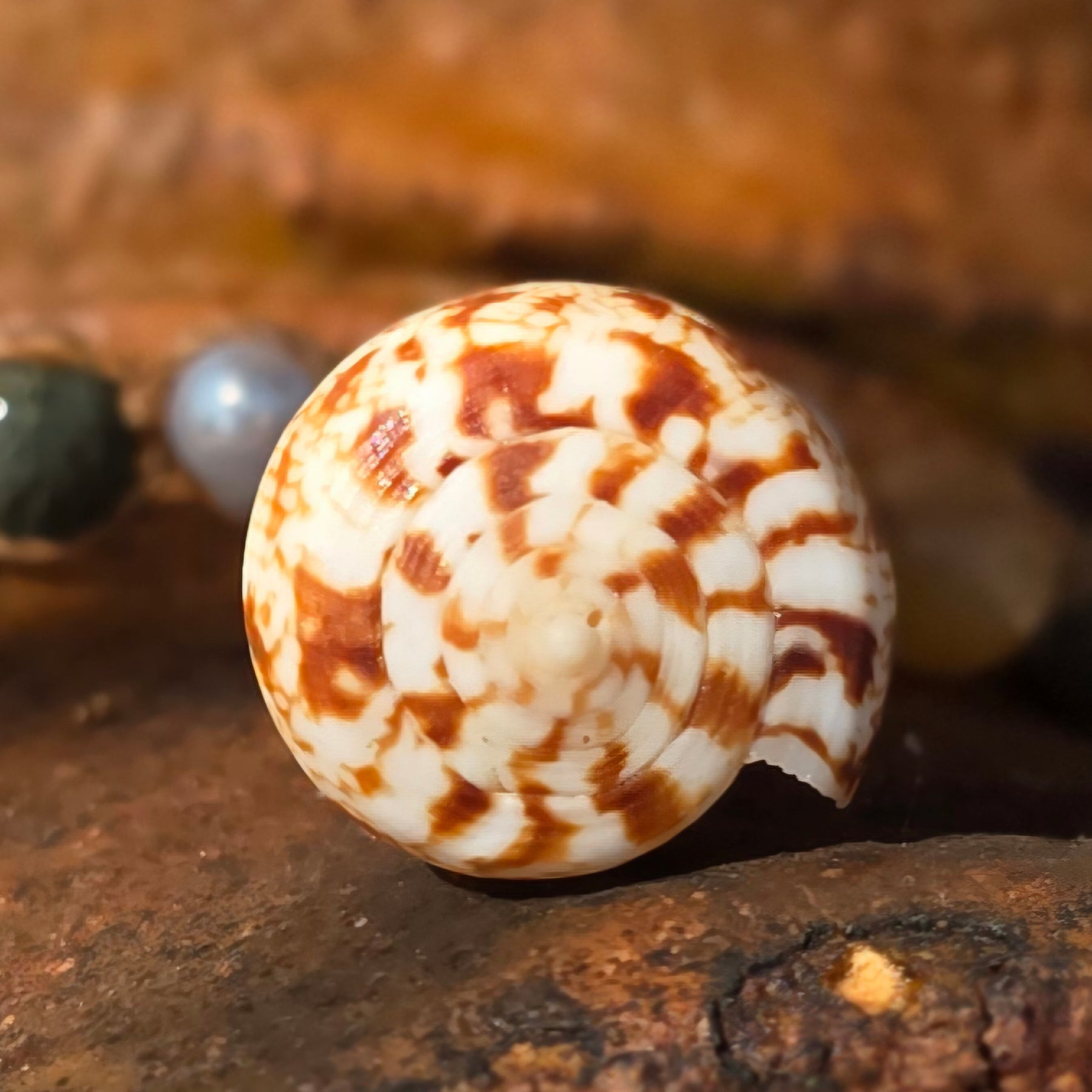 Cone Shell with Rare Ocean Agate & Pearl Necklace