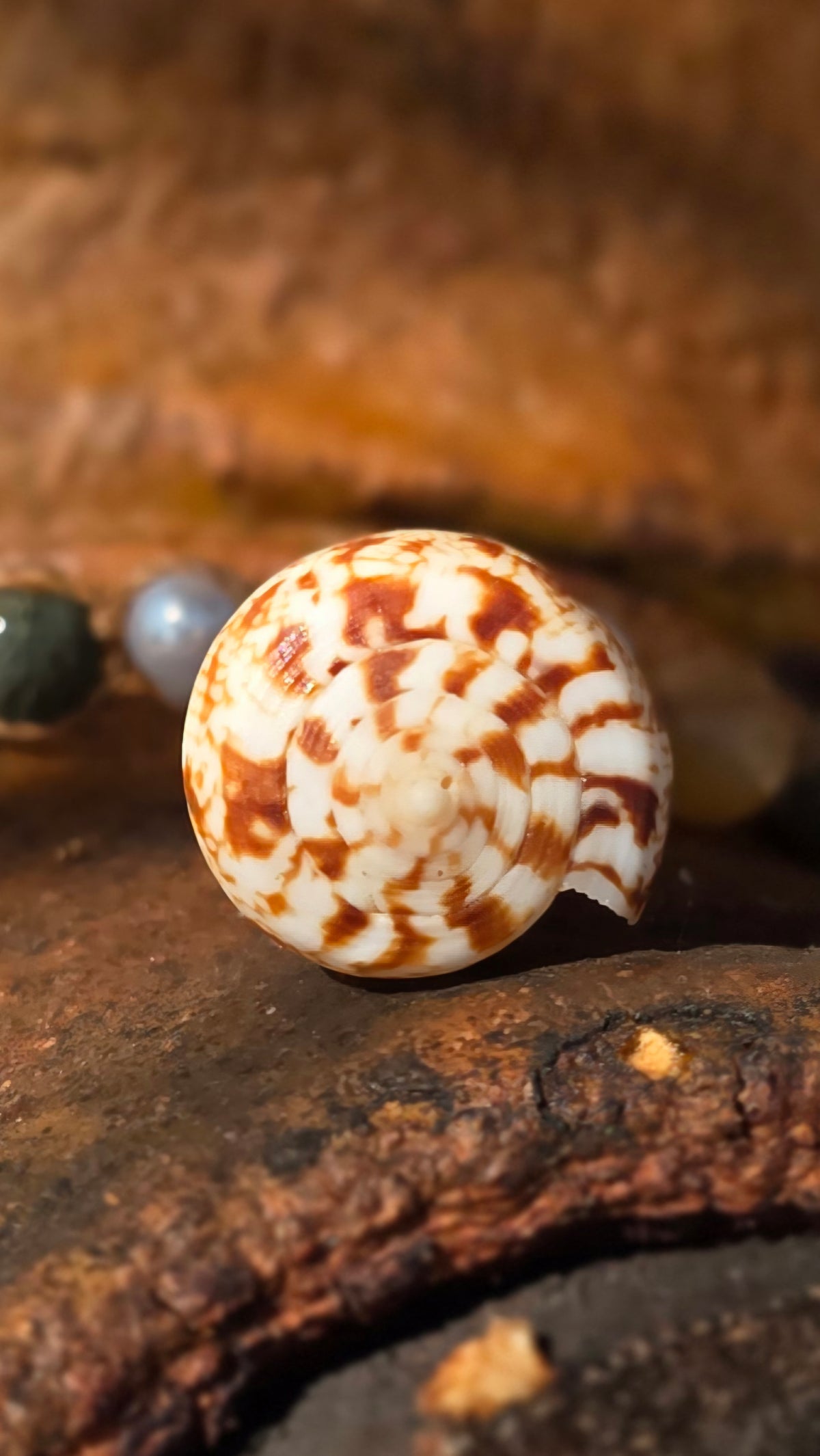 Cone Shell with Rare Ocean Agate & Pearl Necklace