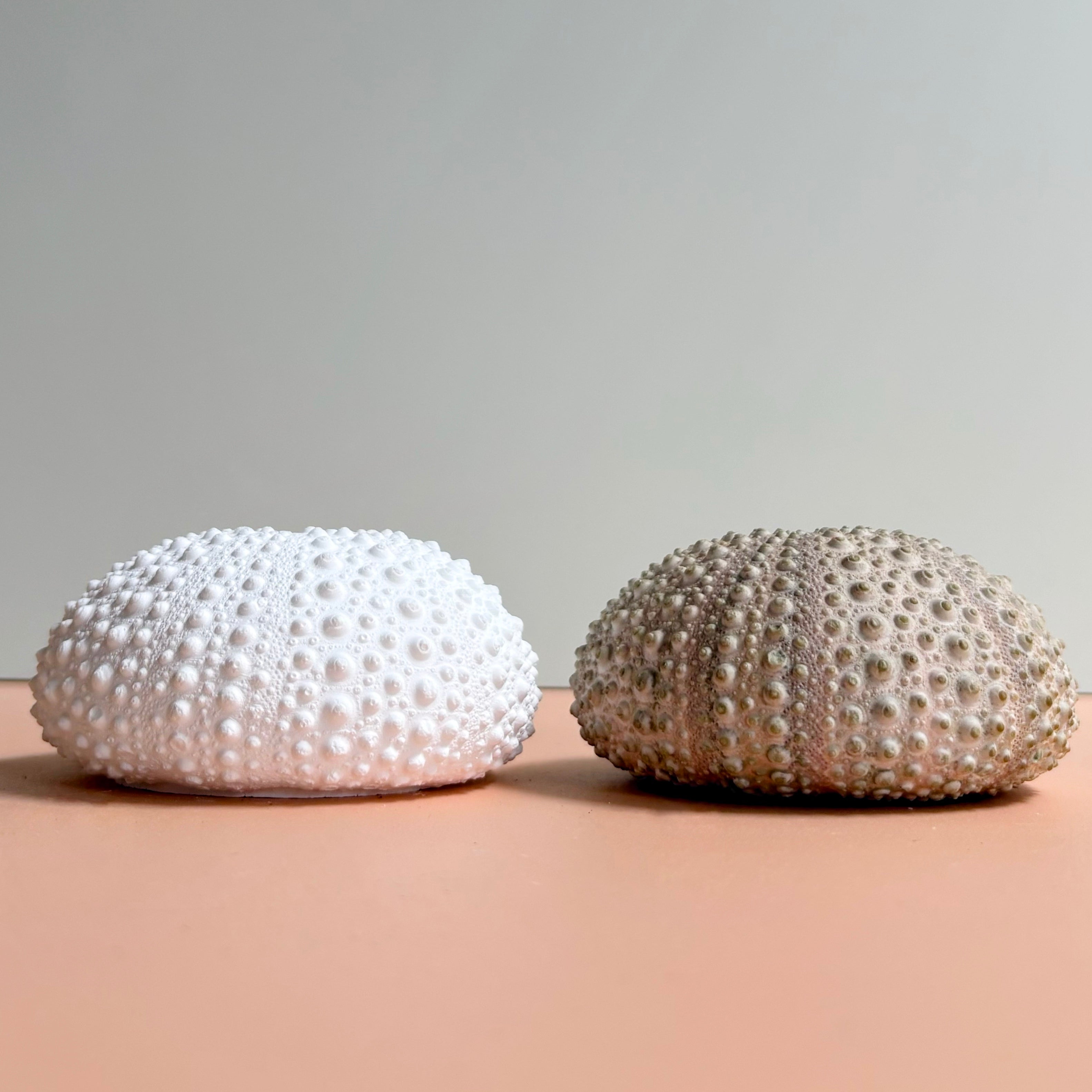 Sea Urchin Card & Photo Holder — Eco Resin