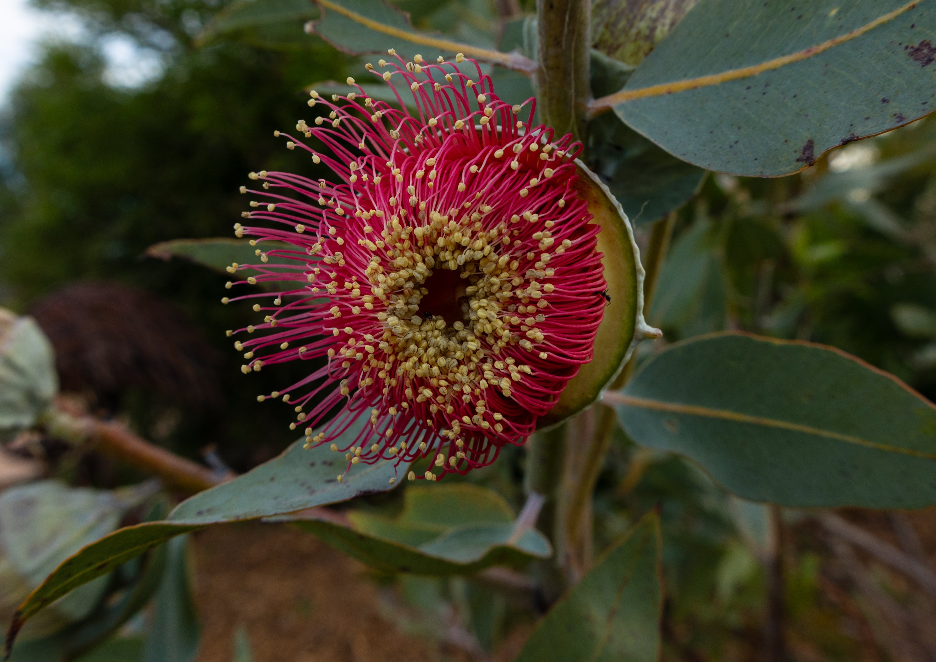 Photographic print | Wall Art | Native beauty