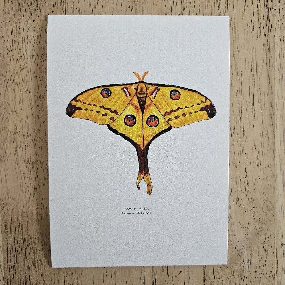 fauna series - comet moth