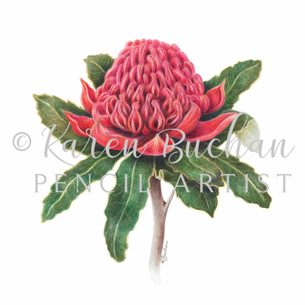 Waratah | Blank Greeting Card | Australian Wildflowers | Recycled