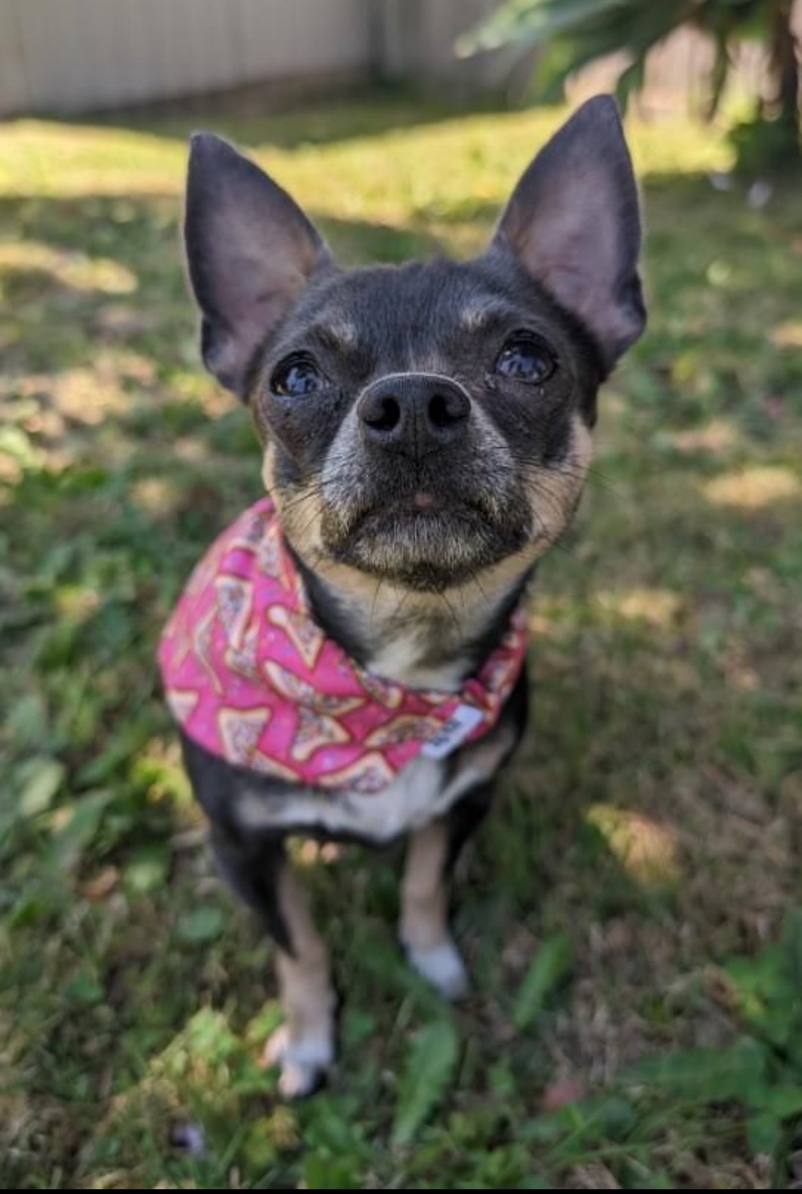 Fairy Bread - Dog Scrunchie Bandana