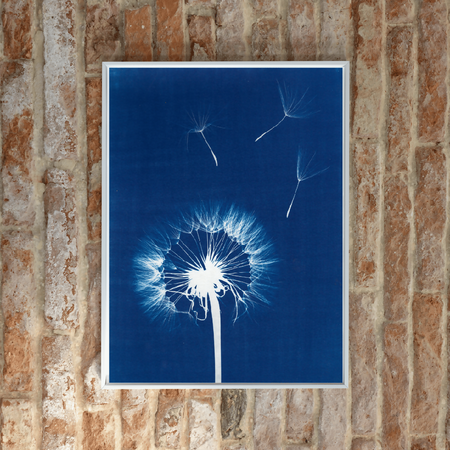 Dandelion Wishes ~ Daisy Cyanotype Print ~ Eco-friendly ~ 100% Recycled Nature You Can See