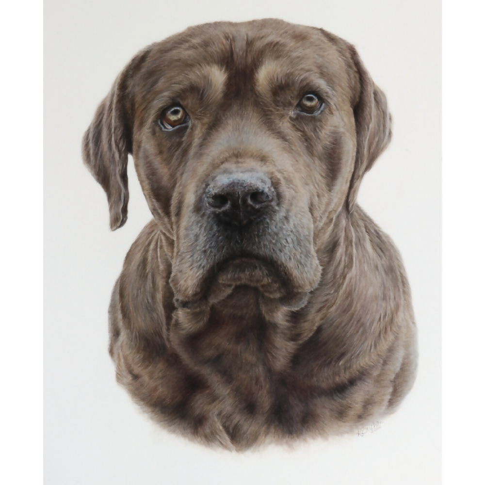 Australian-artist-custom-pet-portrait-dog-cane-corso